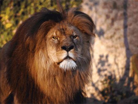 lion