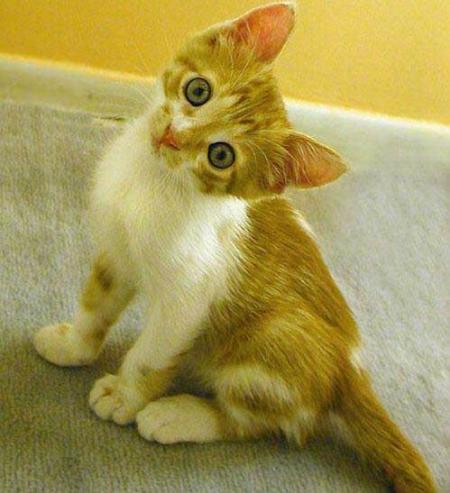 chat