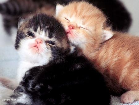 ils sont mignions c deux