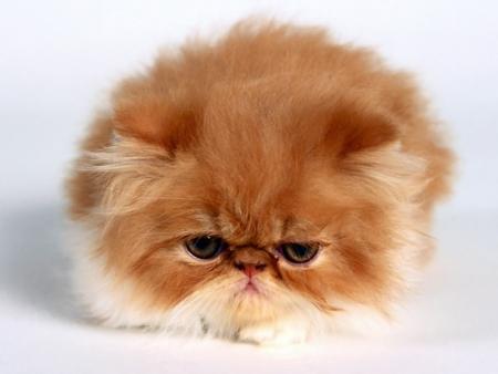 my cat