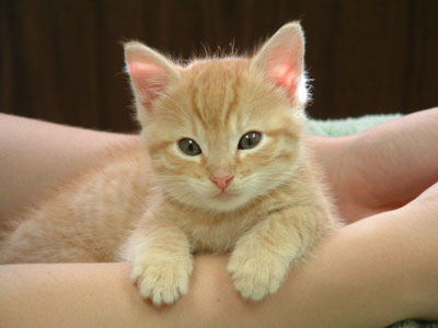 jolie chaton